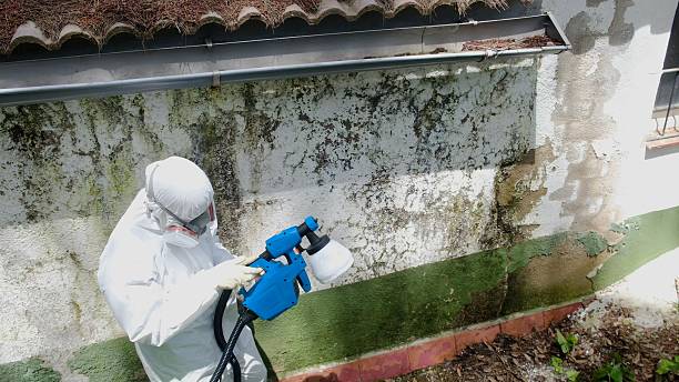 Top rated local Mold Cleanup specialists in Mapleton Depot, PA